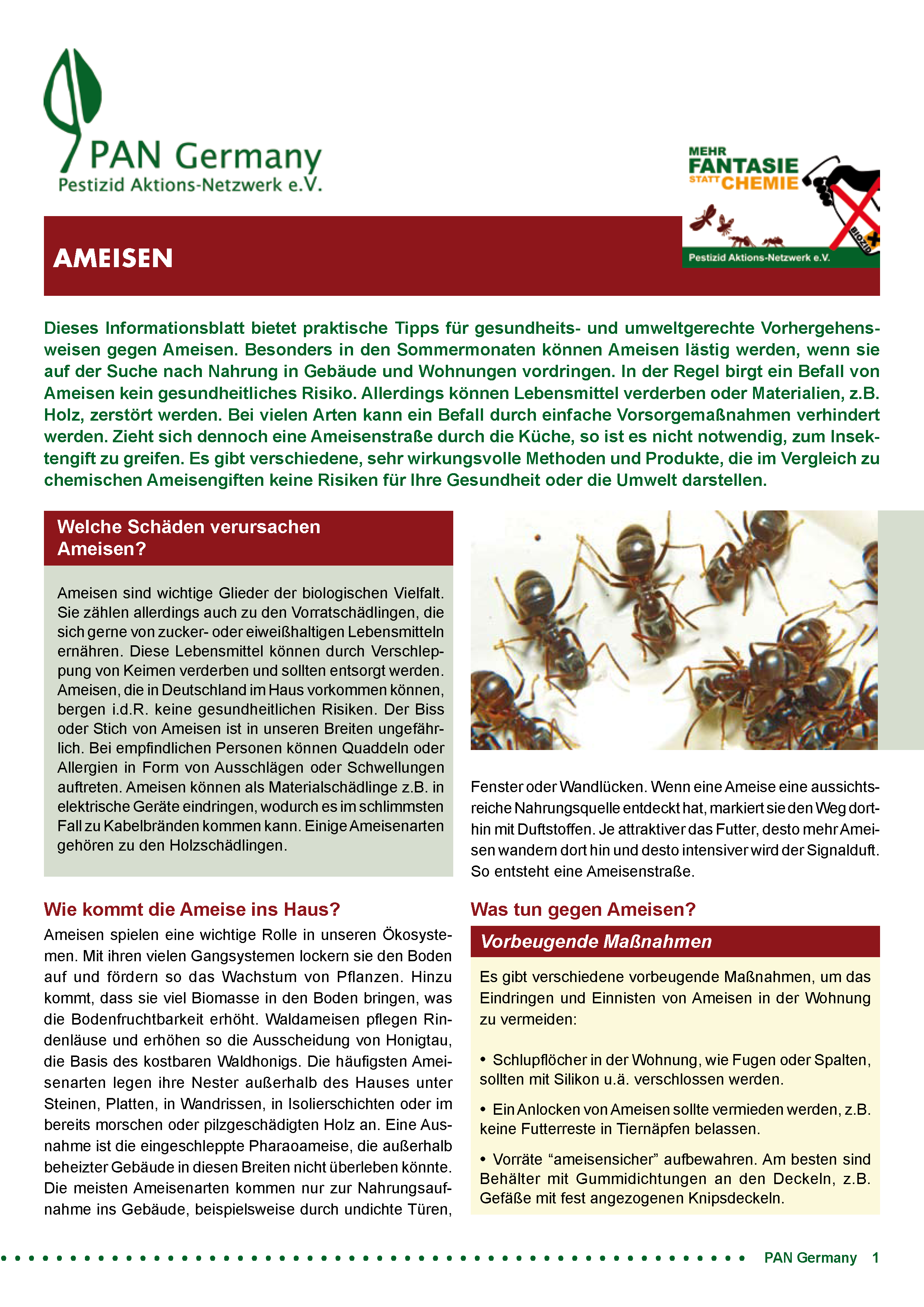 Cover Infoblatt Ameisen