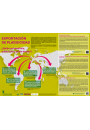 Póster: Exportación de plaguicidas: ¿quién se beneficia, quién sufre, quién decide?