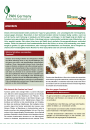 Informationsblatt Ameisen